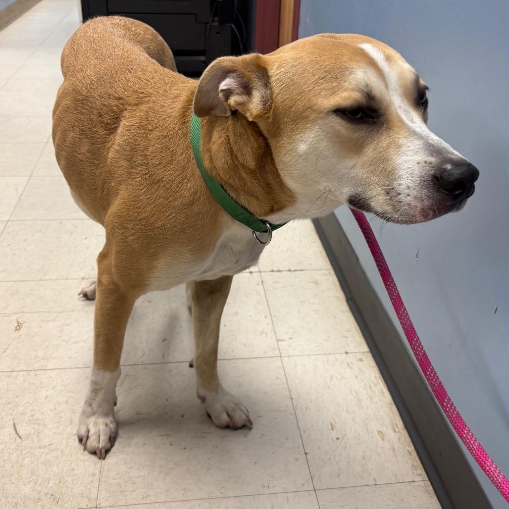 Luci, a Adoptable Mixed Breed in St Joseph, MO image 3/3