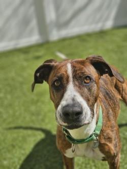 Enlarge Jo Dee, a Adoptable mixed breed in Savannah, GA image 1/3