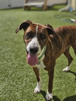 Enlarge Jo Dee, a Adoptable mixed breed in Savannah, GA image 2/3