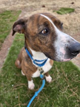 Jo Dee, Adoptable, Adult Female Mixed Breed & Mixed Breed.