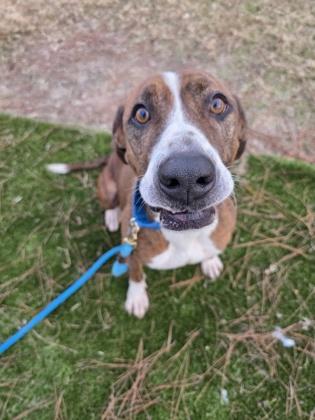 Enlarge Jo Dee, a Adoptable mixed breed in Savannah, GA image 2/3