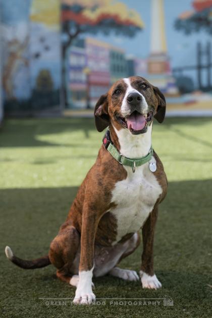 Enlarge Jo Dee, a Adoptable mixed breed in Savannah, GA image 2/3