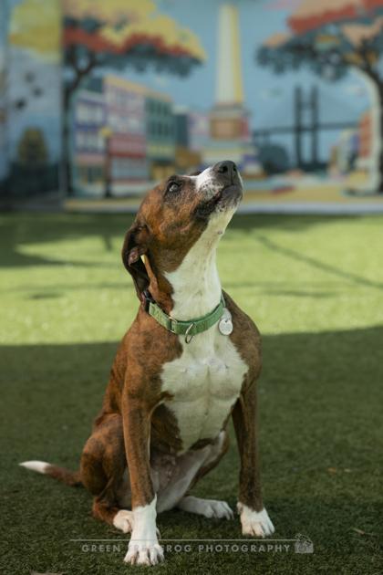 Enlarge Jo Dee, a Adoptable mixed breed in Savannah, GA image 3/3