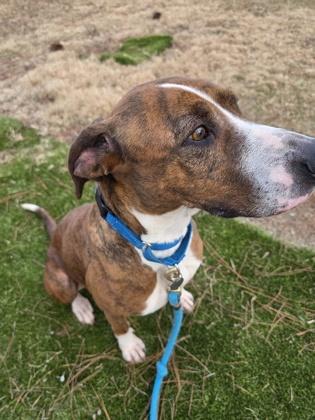 Enlarge Jo Dee, a Adoptable mixed breed in Savannah, GA image 3/3