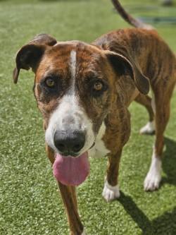 Enlarge Jo Dee, a Adoptable mixed breed in Savannah, GA image 3/3