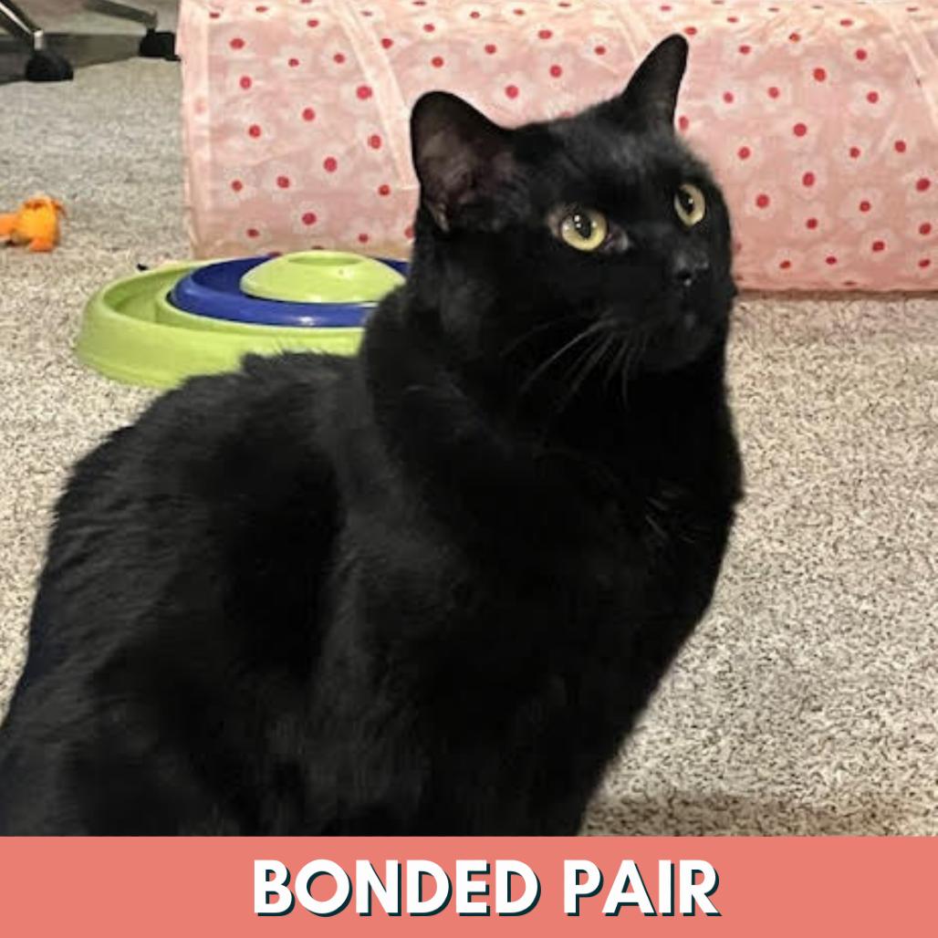 Night, Adoptable, Senior Female Domestic Short Hair.