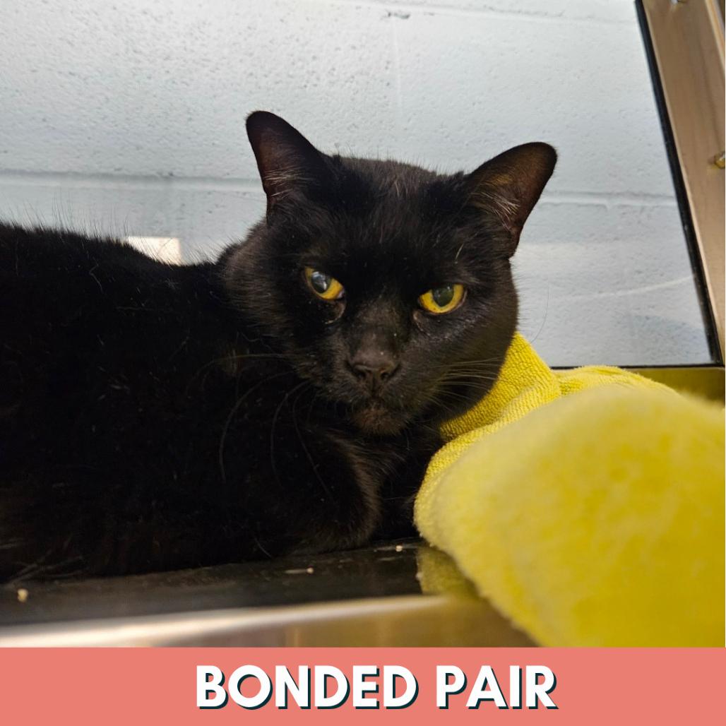 Enlarge Night, a Adoptable Domestic Short Hair in Evansville, IN image 2/2
