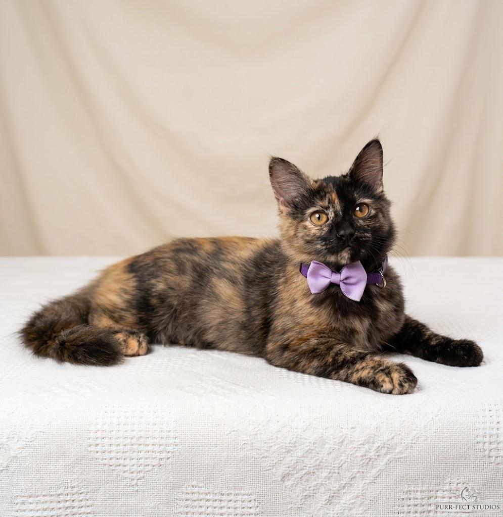 Bramble (Bambi ), Adopted, Kitten Female Domestic Medium Hair.