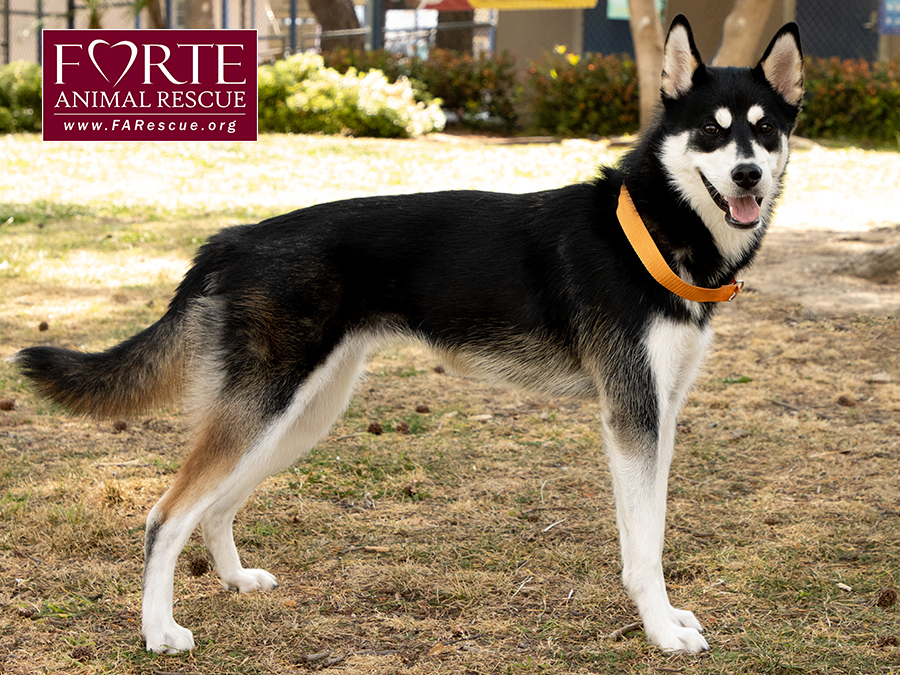 Enlarge Aurora, a Adoptable Siberian Husky in Marina Del Rey, CA image 5/6