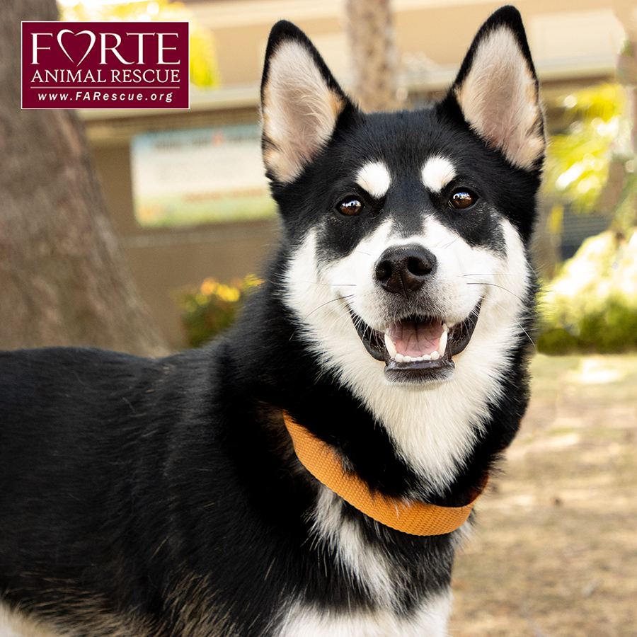 Enlarge Aurora, a Adoptable Siberian Husky in Marina Del Rey, CA image 1/6