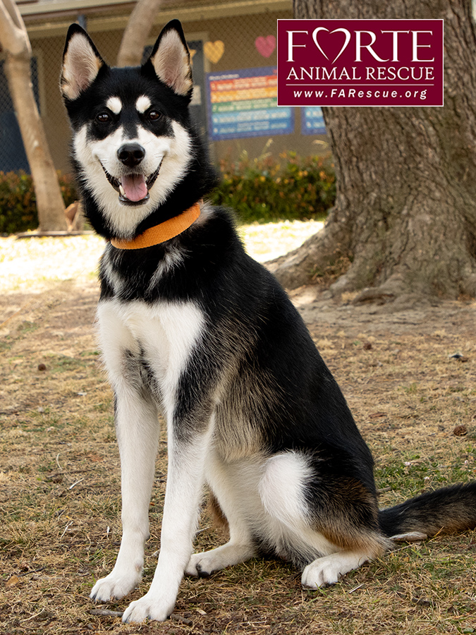 Enlarge Aurora, a Adoptable Siberian Husky in Marina Del Rey, CA image 4/6