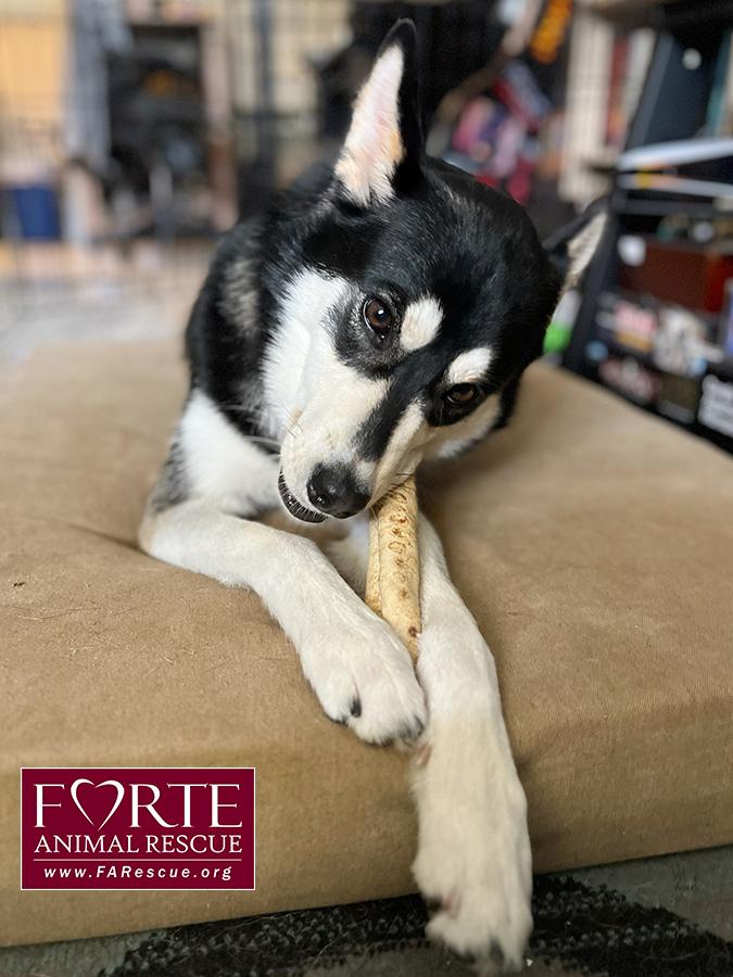 Enlarge Aurora, a Adoptable Siberian Husky in Marina Del Rey, CA image 2/6