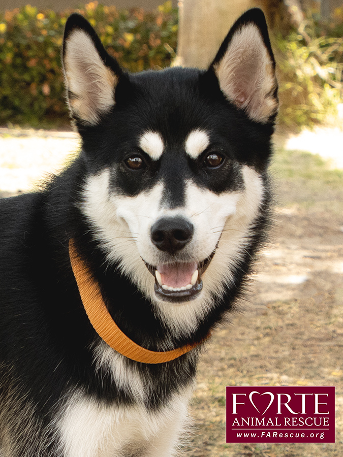 Enlarge Aurora, a Adoptable Siberian Husky in Marina Del Rey, CA image 6/6