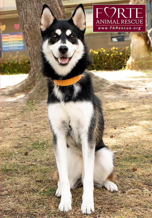 Enlarge Aurora, a Adoptable Siberian Husky in Marina Del Rey, CA image 3/6