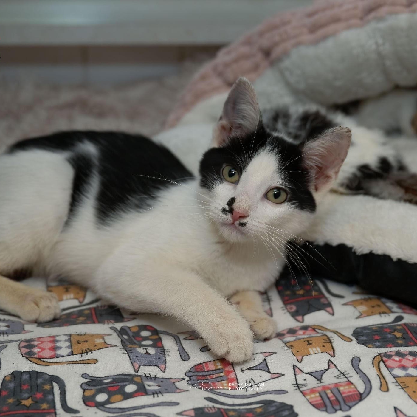 Sagittarius, a Adoptable Domestic Short Hair in Manchester, MO image 1/3