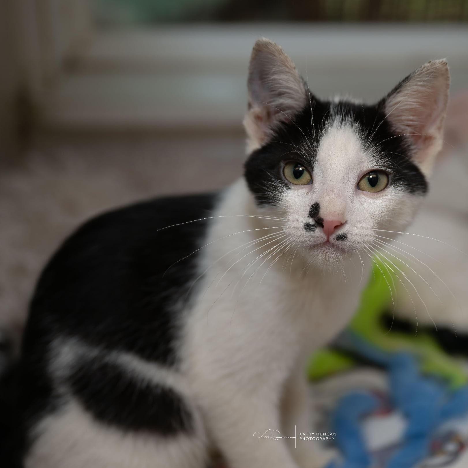 Sagittarius, a Adoptable Domestic Short Hair in Manchester, MO image 2/3