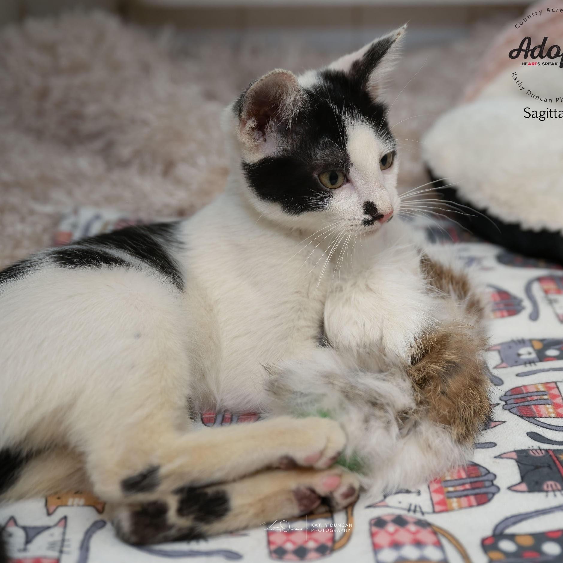 Sagittarius, Adoptable, Kitten Female Domestic Short Hair.