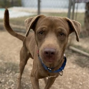 Sammy, Adoptable, Young Male Retriever.