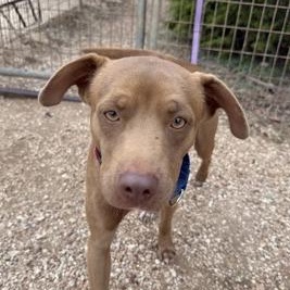 Enlarge Sammy, a Adoptable mixed breed in Bulverde, TX image 2/3