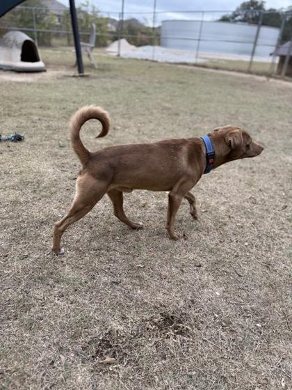 Enlarge Sammy, a Adoptable mixed breed in Bulverde, TX image 3/3