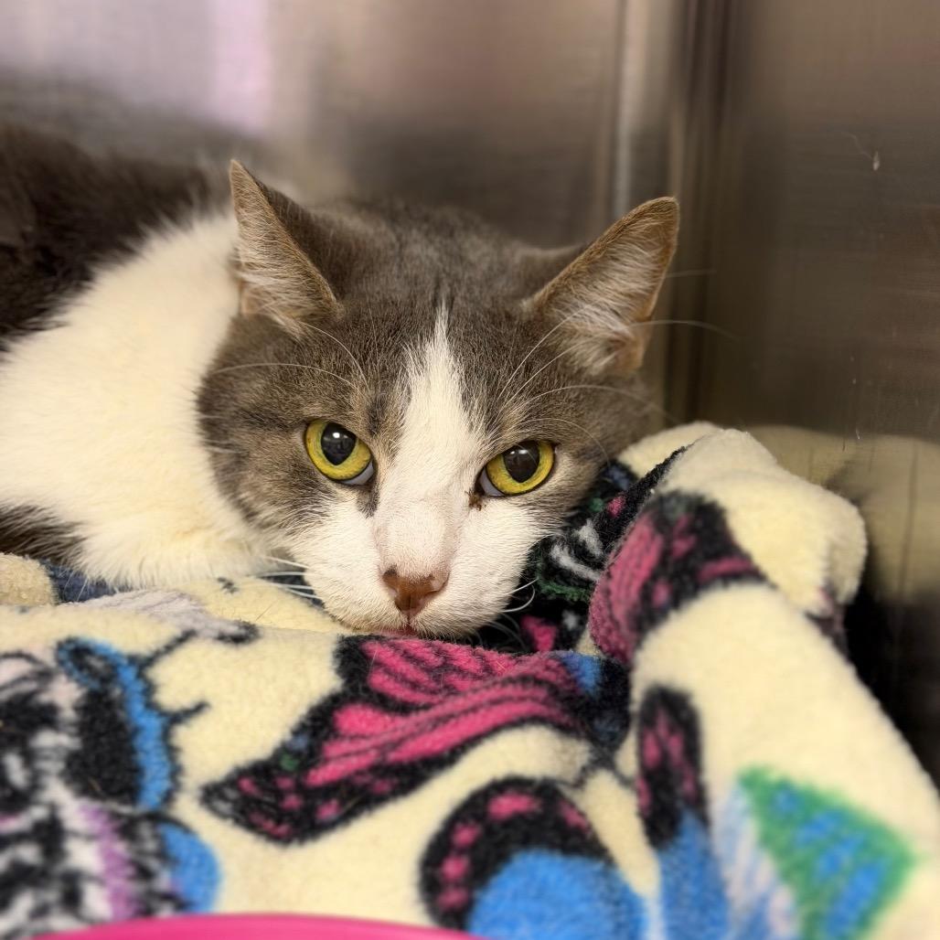 Pepper, Adoptable, Senior Male Domestic Short Hair.