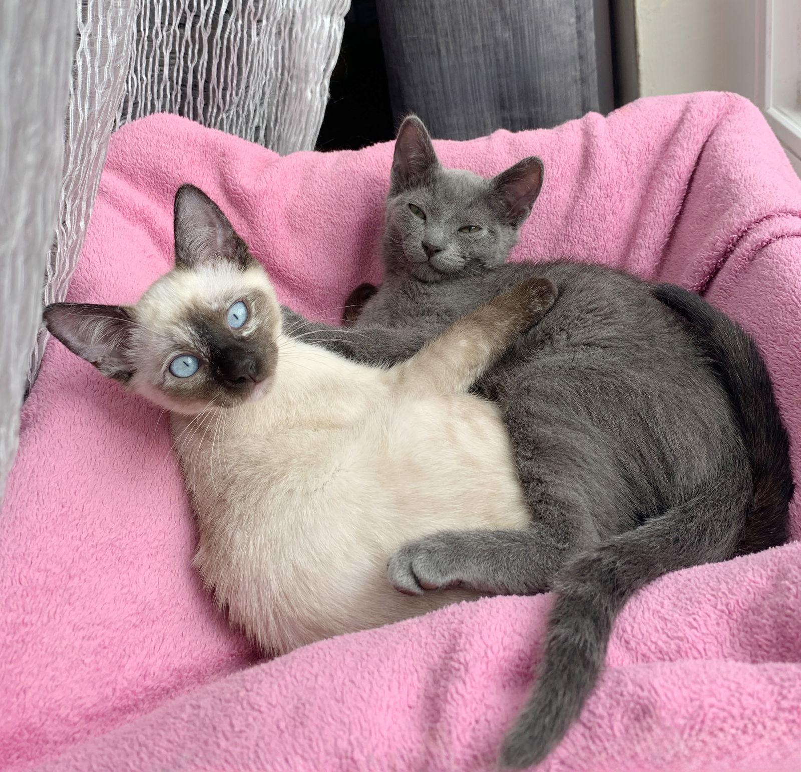 Enlarge Charley, a Adoptable mixed breed in Alameda, CA image 1/3