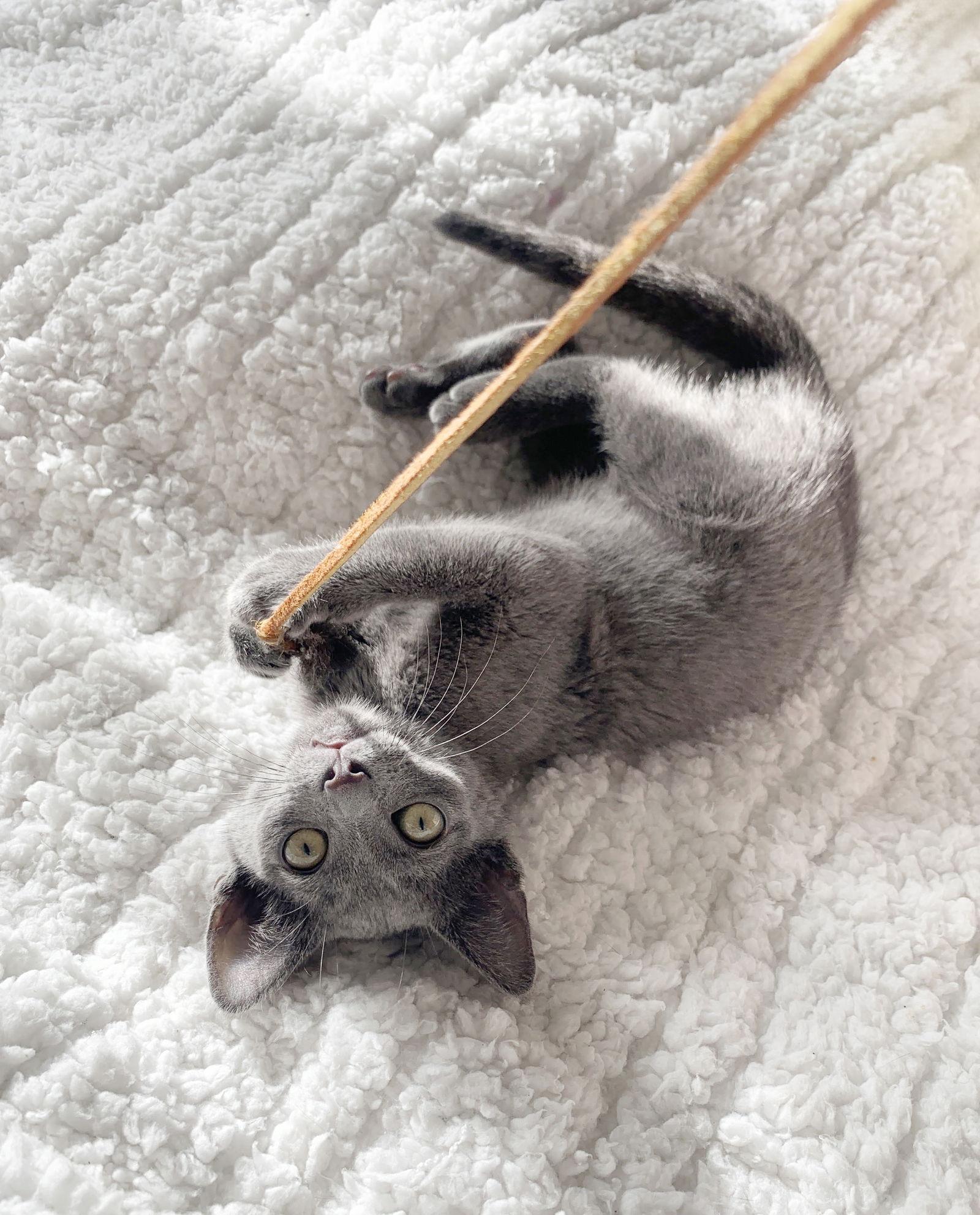 Enlarge Charley, a Adoptable mixed breed in Alameda, CA image 2/3