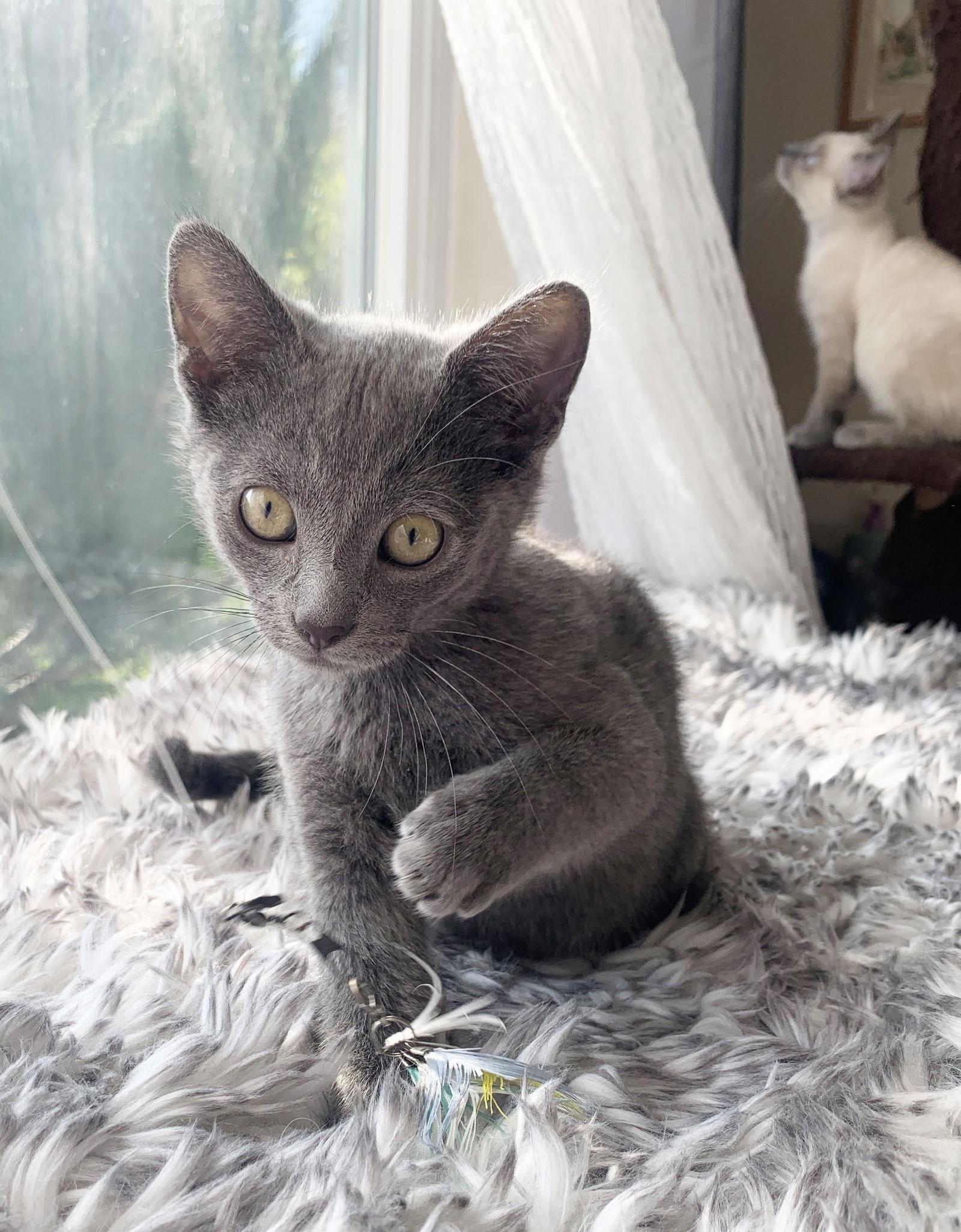 Enlarge Charley, a Adoptable mixed breed in Alameda, CA image 3/3