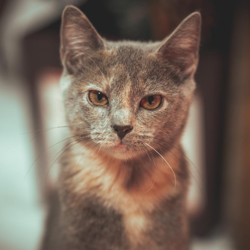 Maxine, Adoptable, Young Female Domestic Short Hair.