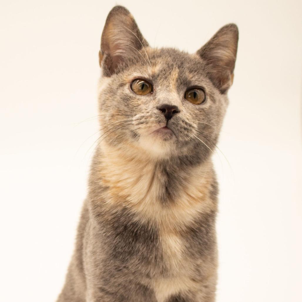 Enlarge Maxine, a Adoptable Domestic Short Hair in Plainfield, IL image 2/6