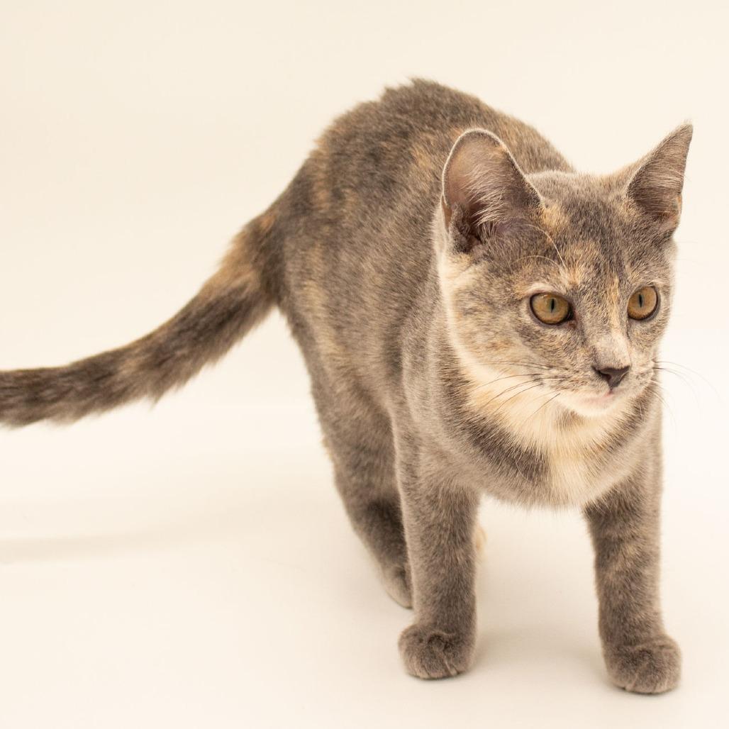 Enlarge Maxine, a Adoptable Domestic Short Hair in Plainfield, IL image 3/6