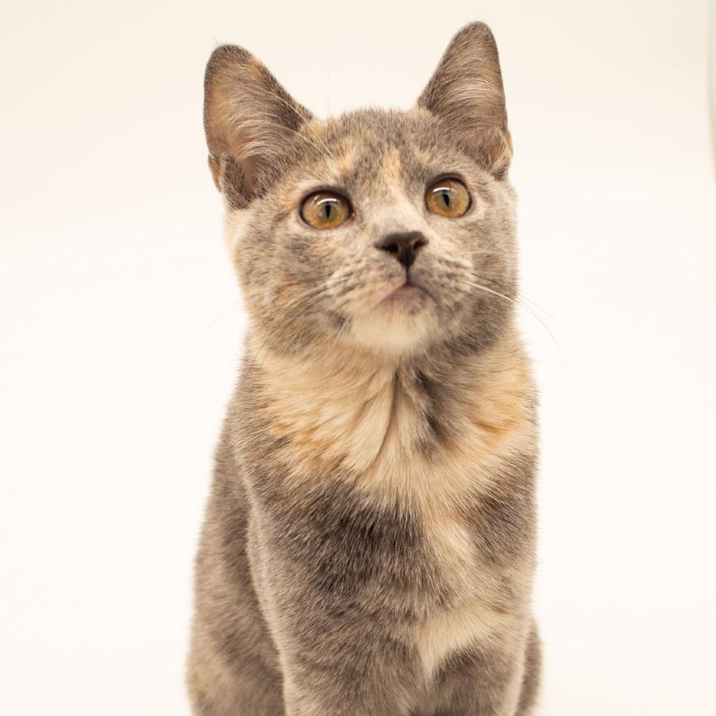Enlarge Maxine, a Adoptable Domestic Short Hair in Plainfield, IL image 4/6