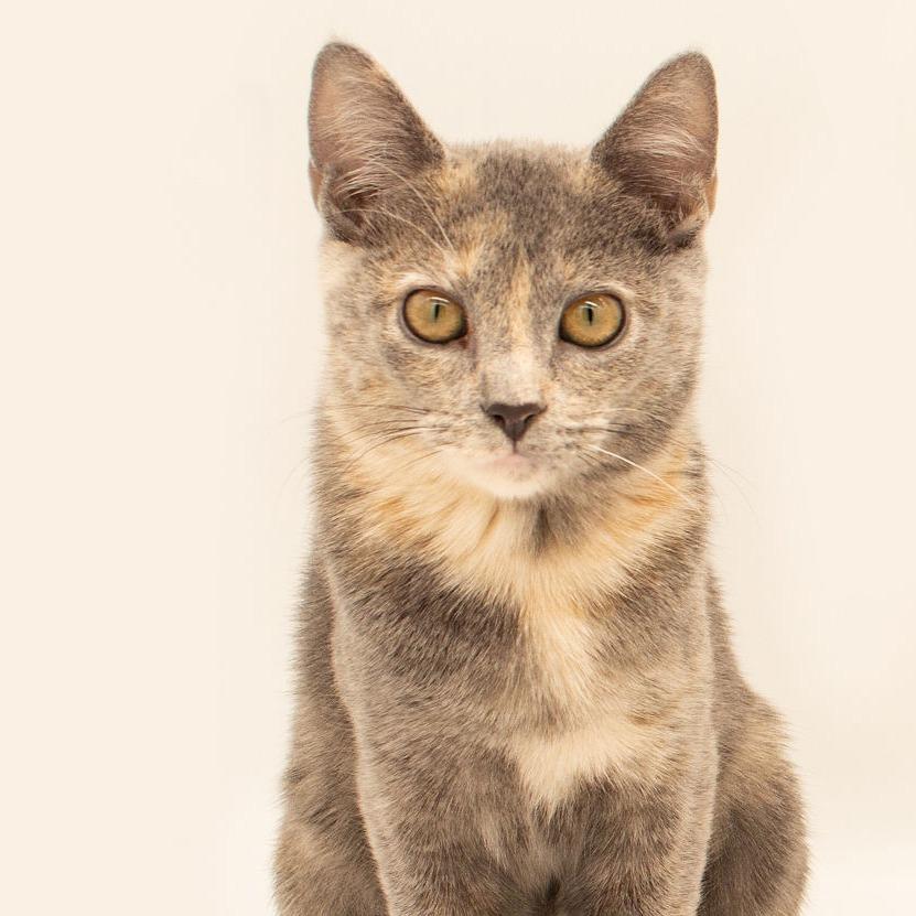 Enlarge Maxine, a Adoptable Domestic Short Hair in Plainfield, IL image 5/6