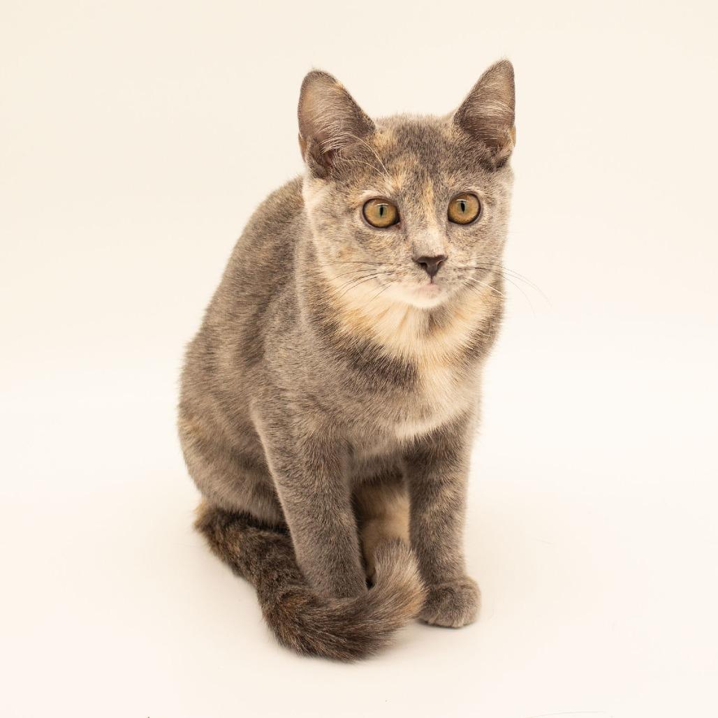 Enlarge Maxine, a Adoptable Domestic Short Hair in Plainfield, IL image 6/6