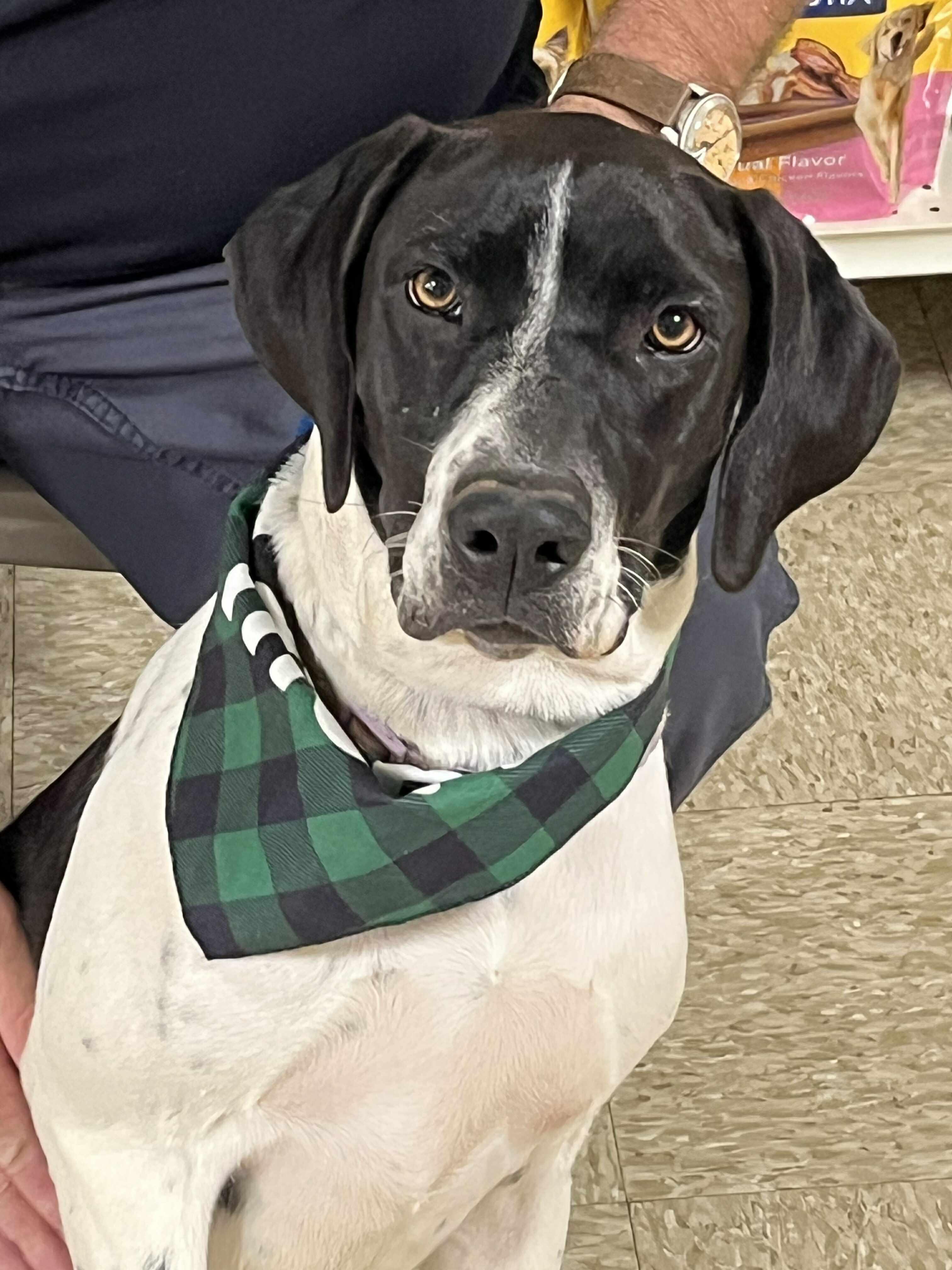 Mabel, an adoptable mixed breed in Yukon, OK image 2/6