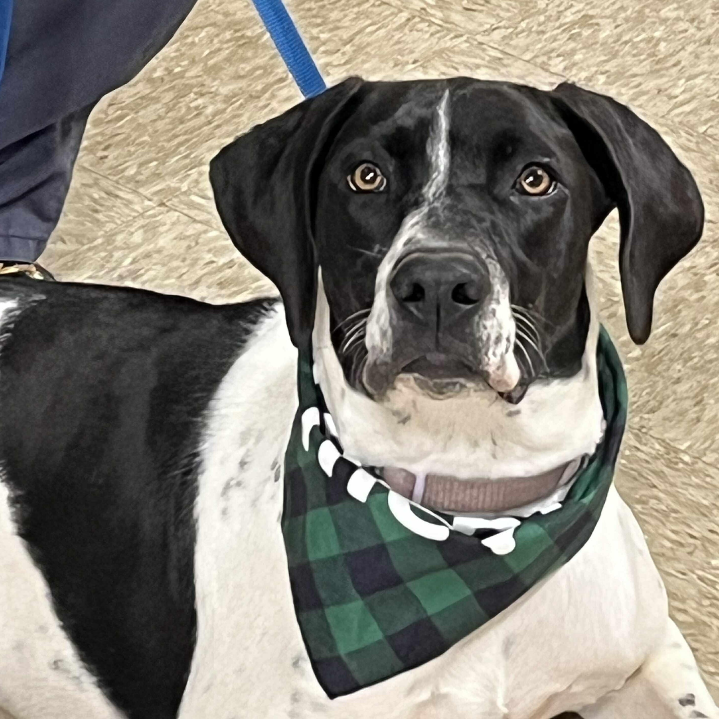 Mabel, Adoptable, Puppy Female English Pointer.