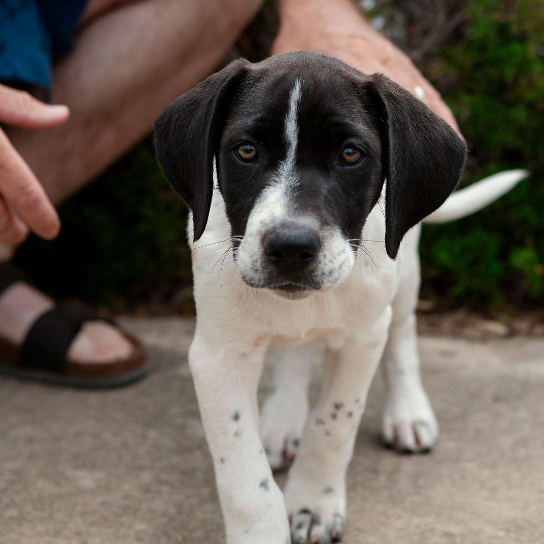 Enlarge Mabel, a Adoptable mixed breed in Yukon, OK image 5/6