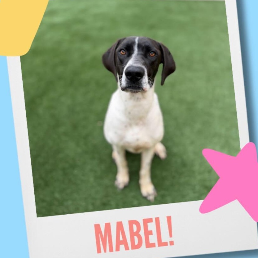 Mabel, adoptable, Young Female English Pointer.