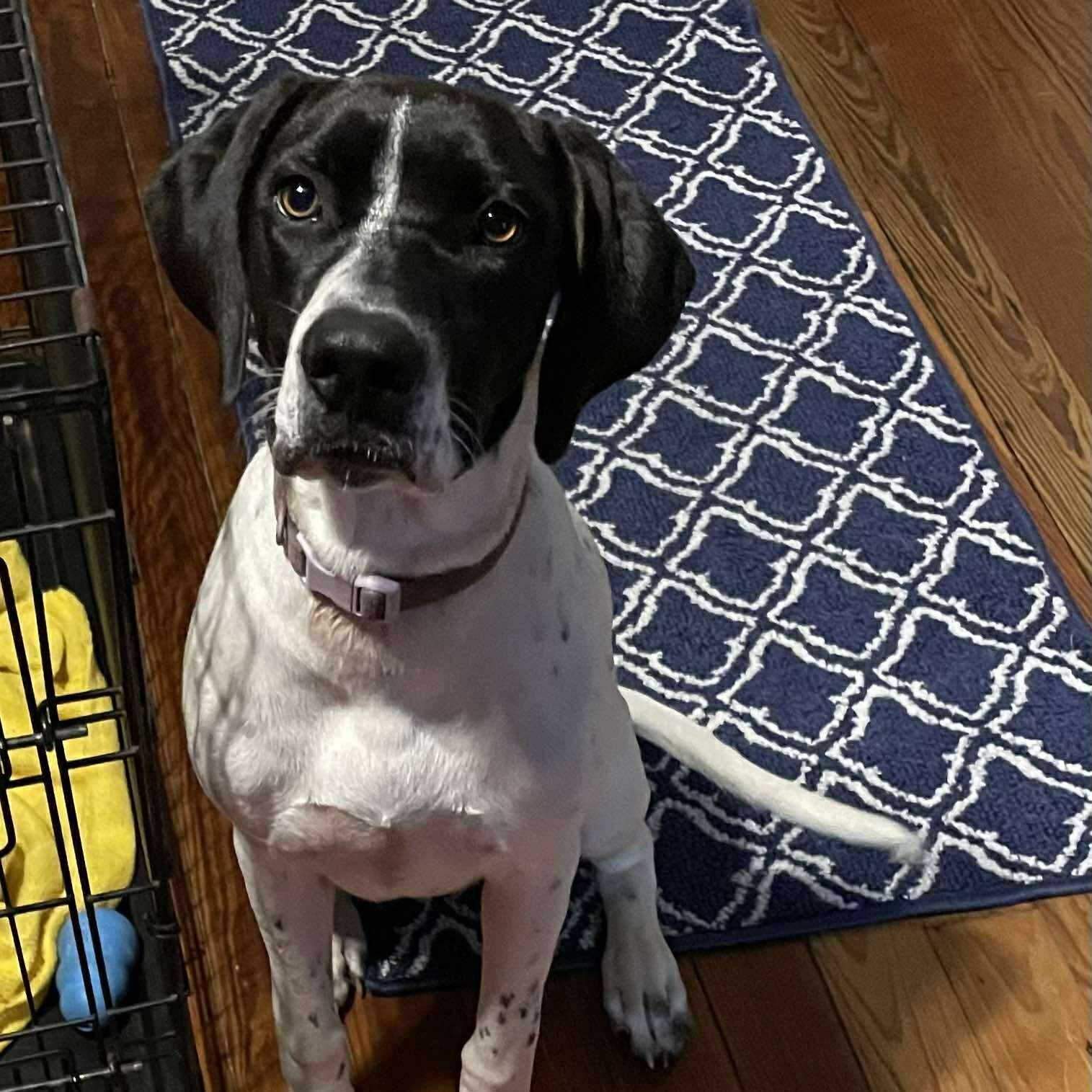 Enlarge Mabel, a Adoptable mixed breed in Yukon, OK image 2/6