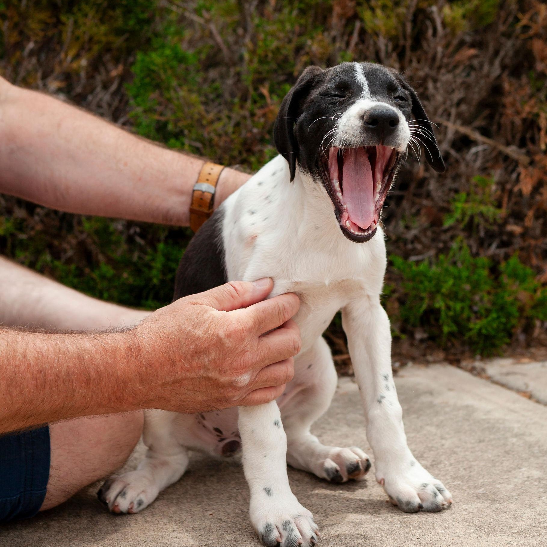 Enlarge Mabel, a Adoptable mixed breed in Yukon, OK image 6/6