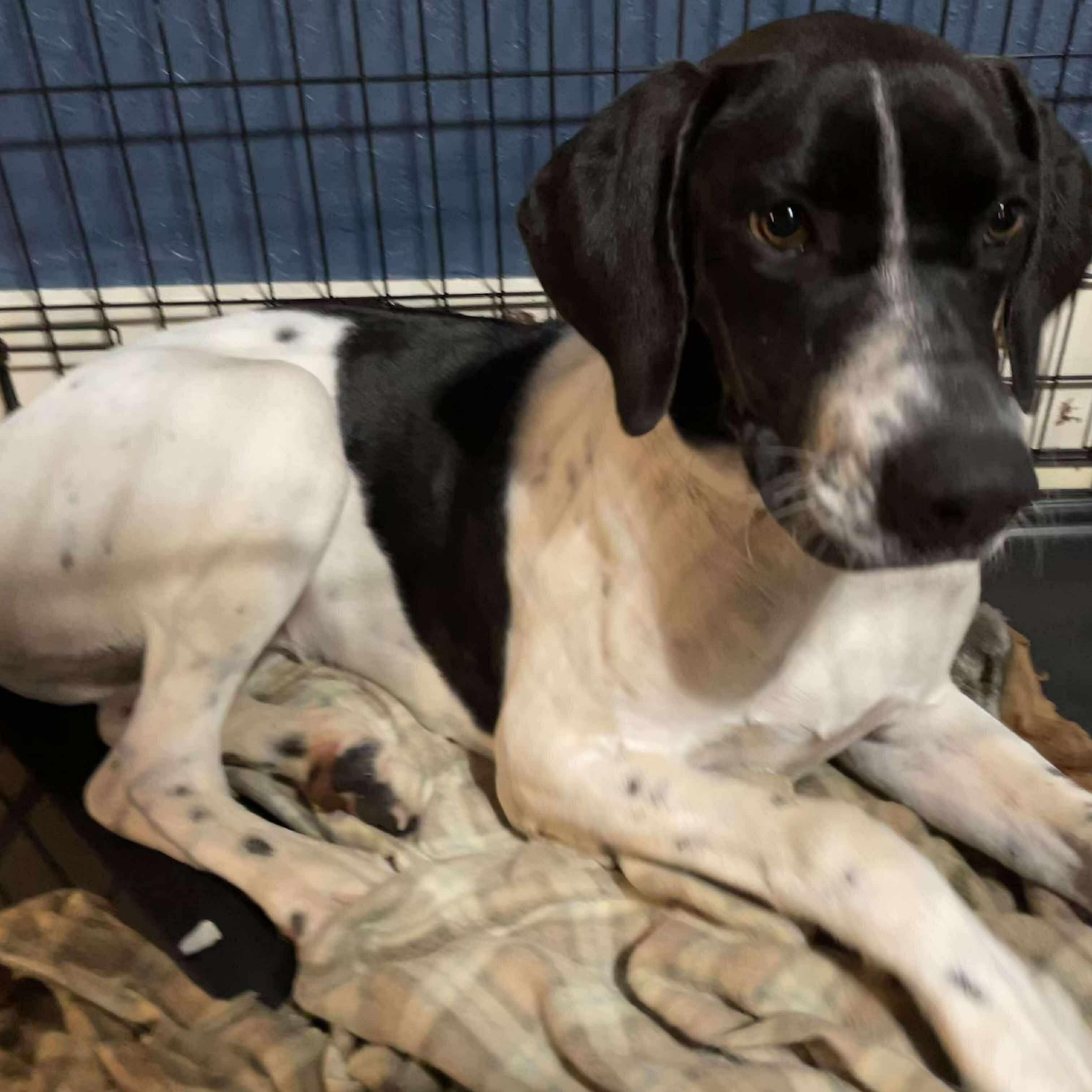 Enlarge Mabel, a Adoptable mixed breed in Yukon, OK image 1/6