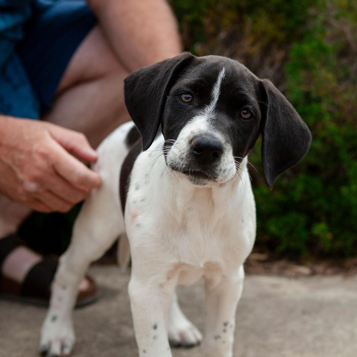 Mabel, Baby Female English Pointer