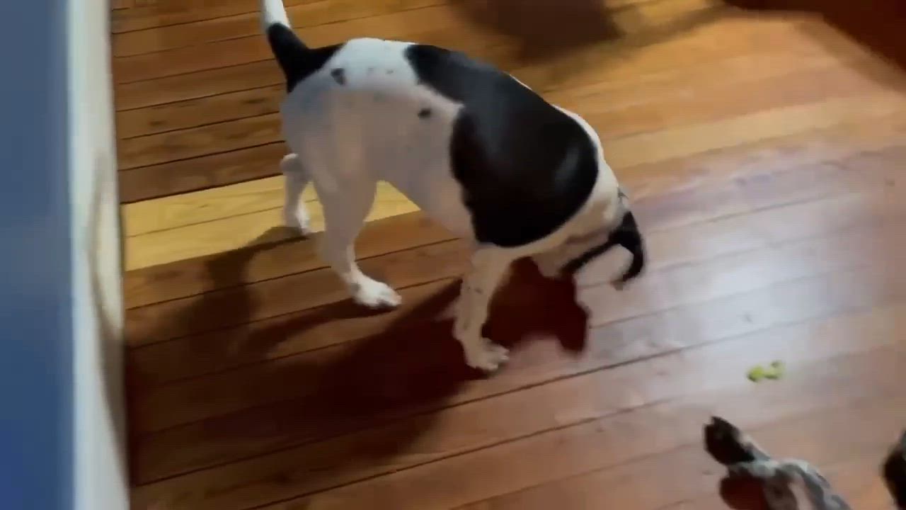 Enlarge Mabel, a Adoptable mixed breed in Yukon, OK video 4/6