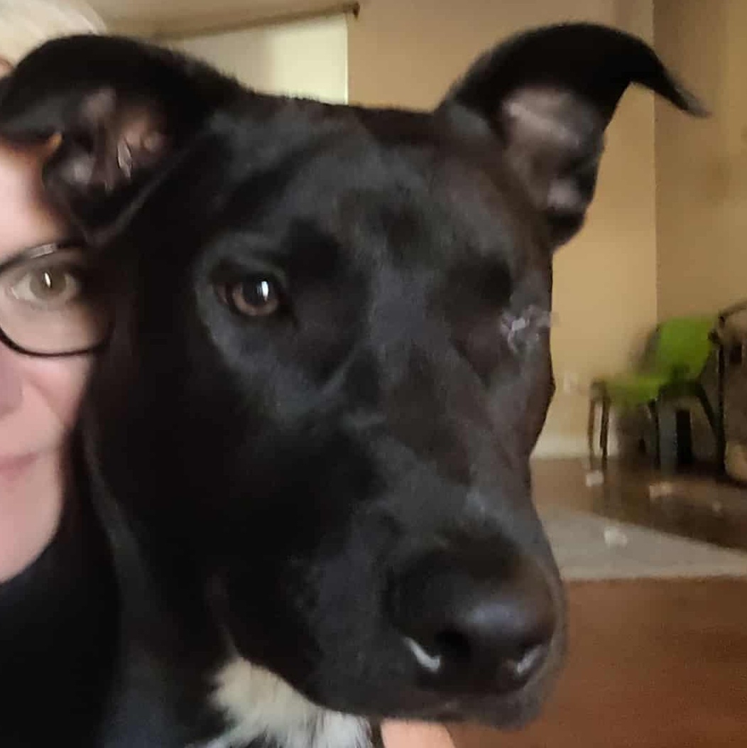 Enlarge Poppy, an adopted mixed breed in Seal Beach, CA image 2/3