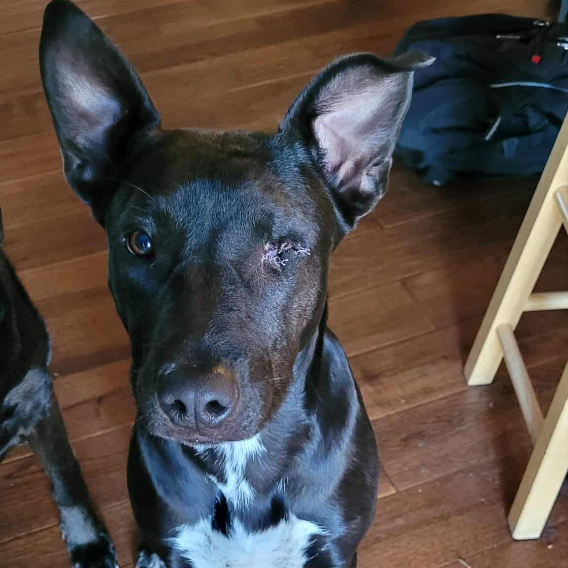 Enlarge Poppy, an adopted mixed breed in Seal Beach, CA image 3/3