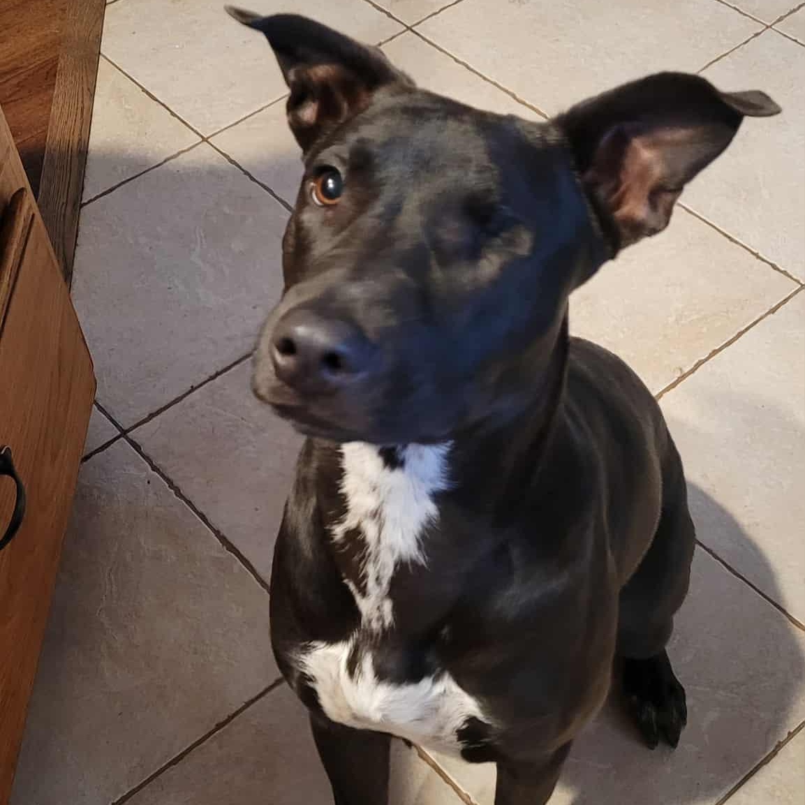 Enlarge Poppy, an adopted mixed breed in Seal Beach, CA image 1/3