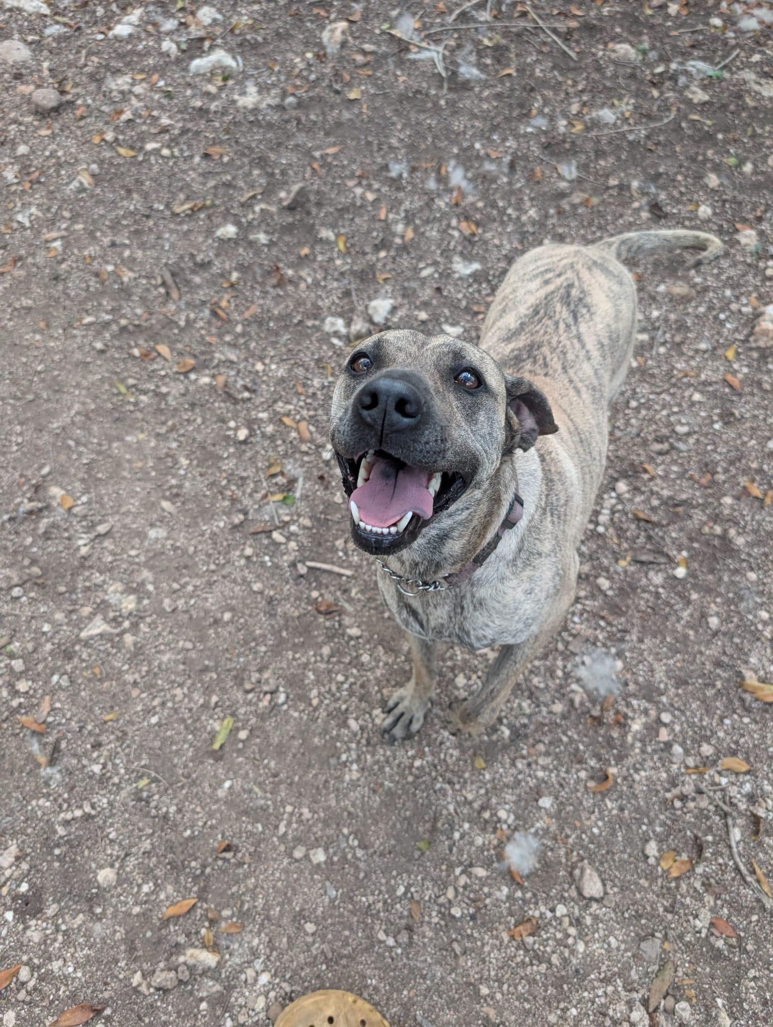 Enlarge Lola (Foster-to-Adopt), a ADOPTABLE mixed breed in Mississauga, ON image 3/4