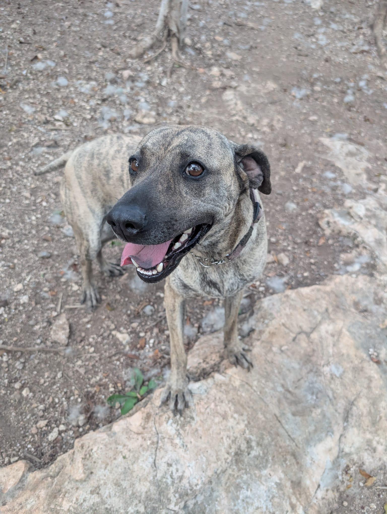 Enlarge Lola (Foster-to-Adopt), a ADOPTABLE mixed breed in Mississauga, ON image 2/4