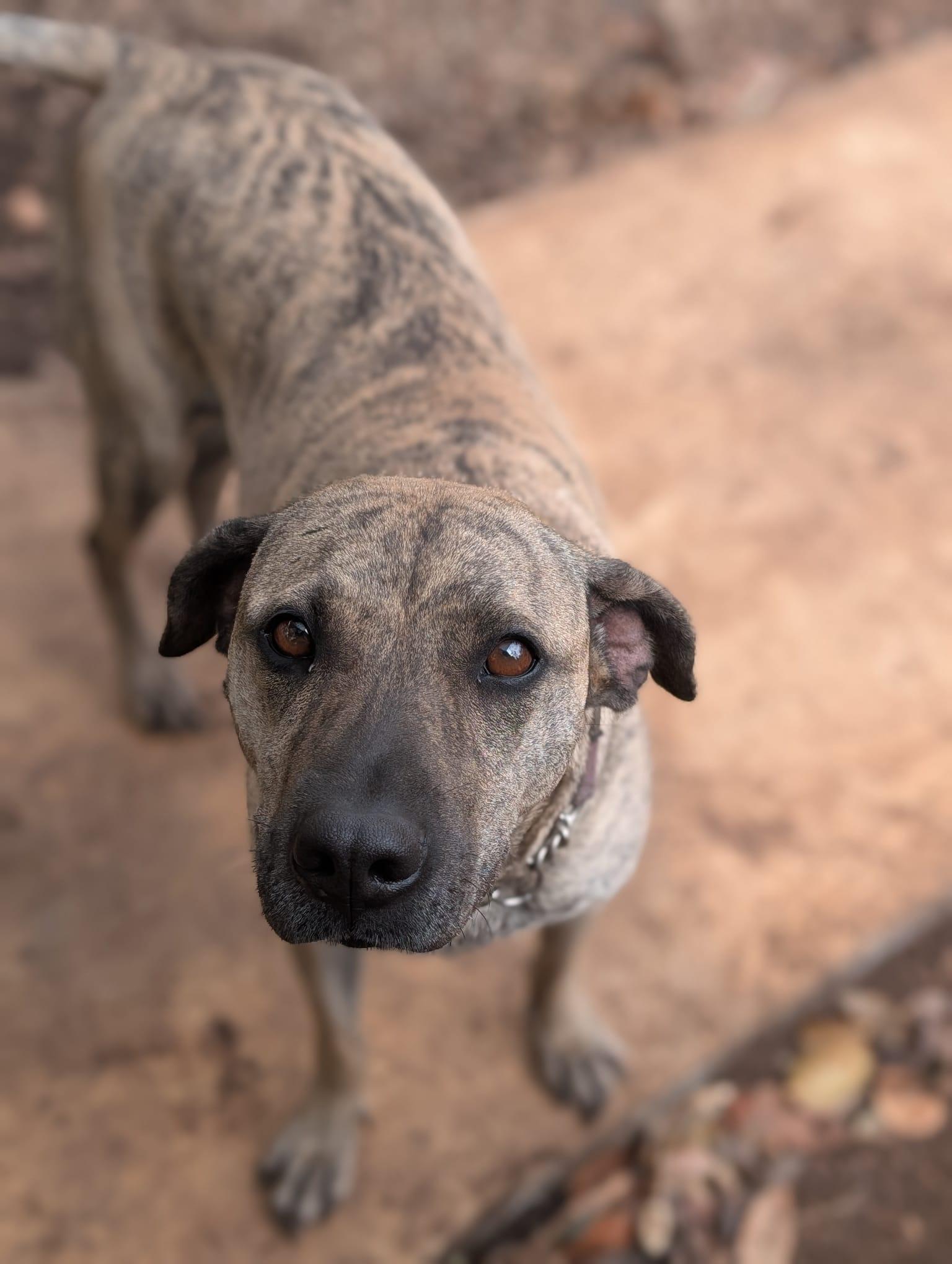 Lola (Foster-to-Adopt), ADOPTABLE, Adult Female Mixed Breed.