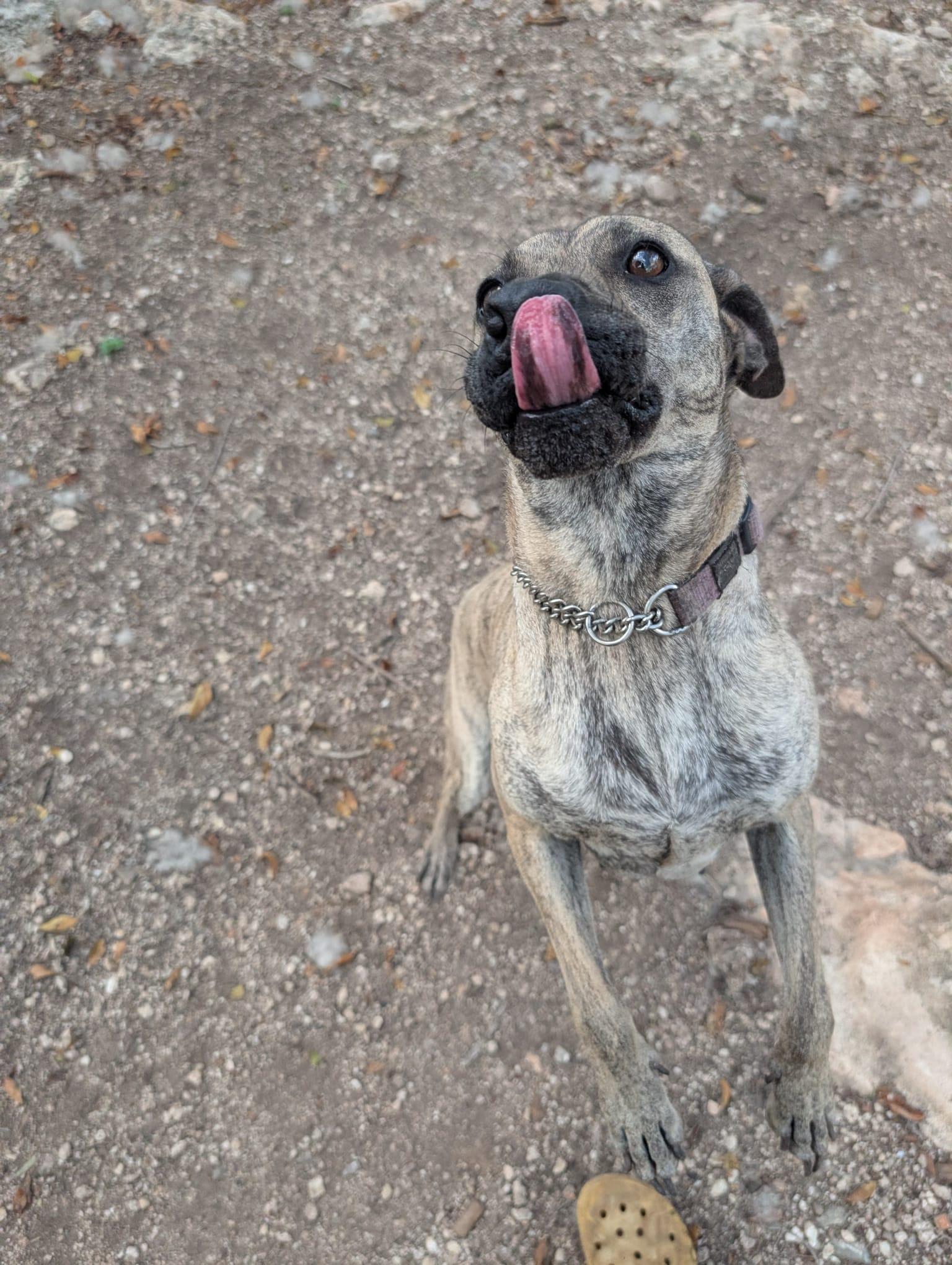 Enlarge Lola (Foster-to-Adopt), a ADOPTABLE mixed breed in Mississauga, ON image 4/4